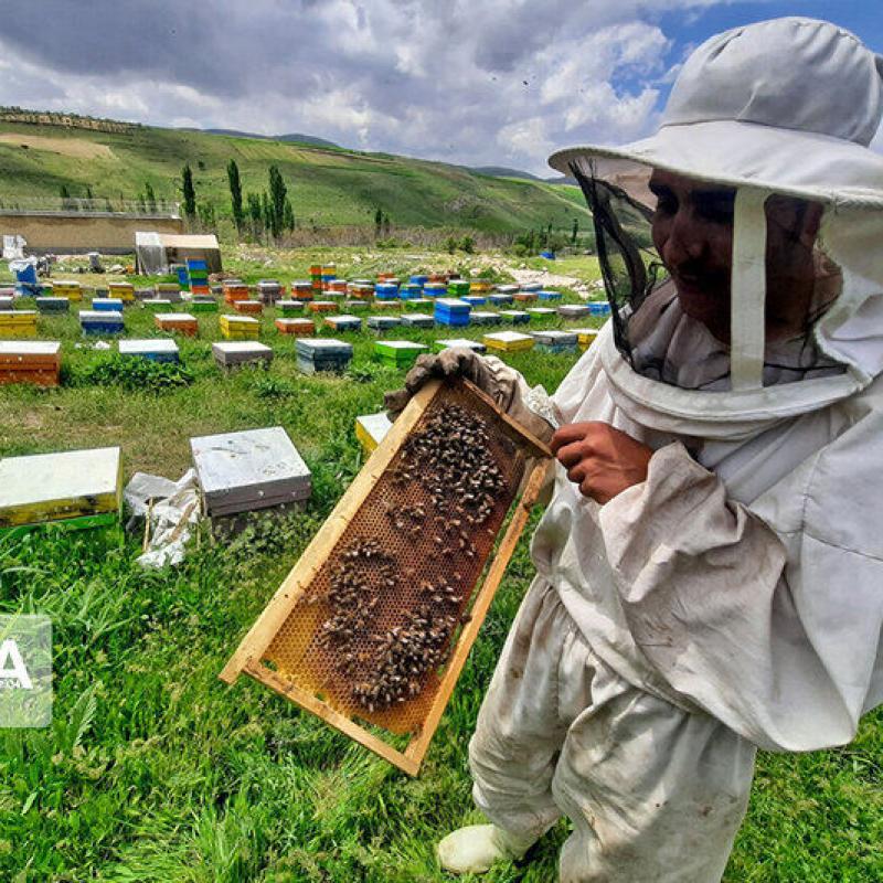 خواص بی‌نظیر عسل سرعین و تفاوت آن با عسل‌های صنعتی