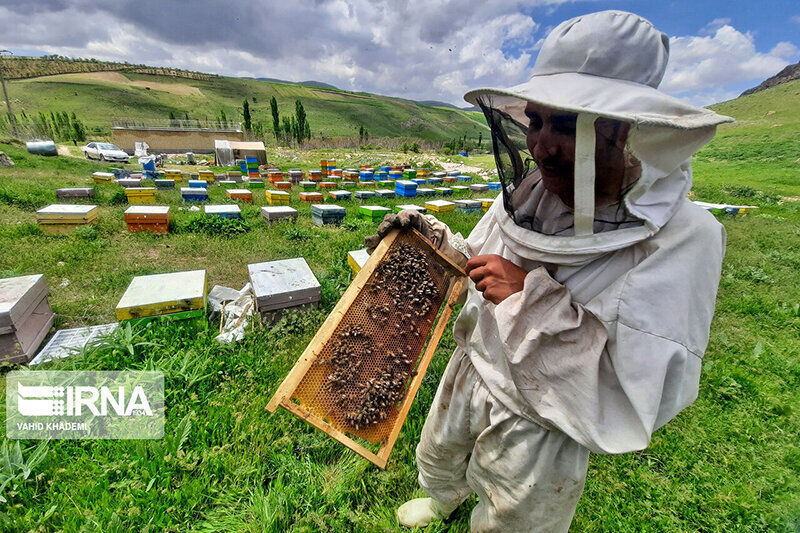 خواص بینظیر عسل سرعین و تفاوت آن با عسلهای صنعتی