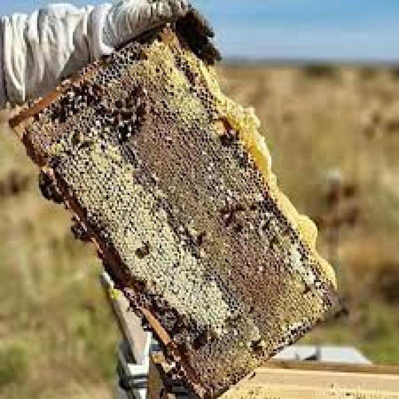 خرید عسل طبیعی سبلان سرعین | طلای ناب و درمانگر کوهستان اردبیل